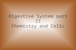 Digestive System part II Chemistry and Cells