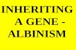 INHERITING   A GENE - ALBINISM