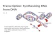 Transcription: Synthesizing RNA from DNA