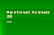 Rainforest Animals 3B