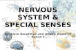 NERVOUS SYSTEM & SPECIAL SENSES