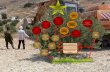 X-Mass Olive Tree  Under Israeli  Occupation