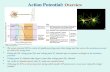 Action Potential:  Overview