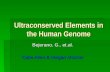 Ultraconserved Elements in the Human Genome