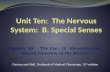 Unit Ten:  The Nervous System:  B. Special Senses