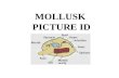 MOLLUSK  PICTURE ID