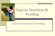 Equine Nutrition & Feeding