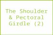 The Shoulder & Pectoral Girdle (2)