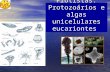 Protistas: Protozoários e algas unicelulares eucariontes
