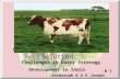 Global Challenge…..Local Solution:  Challenges in Dairy Strategy Development in India