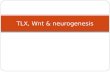 TLX, Wnt & neurogenesis