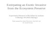 Extirpating an Exotic Invasive from the Ecosystem Preserve
