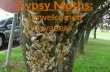 Gypsy Moths: Unwelcomed Invaders