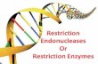 Restriction  Endonucleases Or Restriction Enzymes
