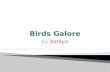 Birds Galore
