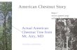 American Chestnut Story