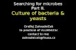 Searching for microbes Part II. Culture of bacteria & yeasts