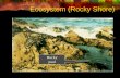 Ecosystem (Rocky Shore)