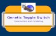 Genetic Toggle Switch