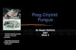 Frog Chytrid Fungus By Maggie McKitrick 2007 Block II