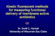 Kinetic fluorescent methods for measuring functional delivery of membrane active antibiotics