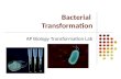 Bacterial  Transformation