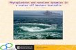 Phytoplankton and nutrient dynamics in a vortex off Western Australia