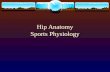 Hip Anatomy Sports Physiology