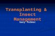 Transplanting &  Insect Management