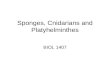 Sponges, Cnidarians and Platyhelminthes
