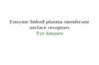 Enzyme linked plasma membrane surface receptors Tyr kinases