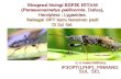 Mengenal biologi  KEPIK HITAM ( Paraeucosmetus pallicornis .  Dallas ),  Hemiptera  ;  Lygaeidea .