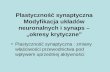 Plastyczność synaptyczna Modyfikacja układów neuronalnych i synaps – „okresy krytyczne”
