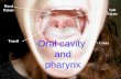 Oral cavity  and pharynx