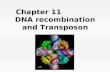 Chapter 11              DNA recombination and Transposon