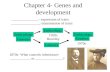 Chapter 4- Genes and development