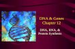 DNA & Genes Chapter 12