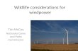 Wildlife considerations for  windpower