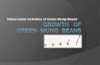 Growth   of    green  mung  beans