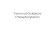 Terminal Oxidative Phosphorylation