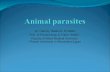 Animal  parasites