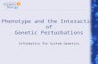 Phenotype and the Interaction of Genetic Perturbations