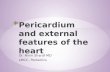 Pericardium and external features of the heart