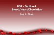 HS1 – Section 4  Blood/Heart/Circulation