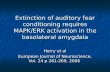 Extinction of auditory fear conditioning requires MAPK/ERK activation in the basolateral amygdala