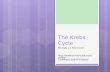 The Krebs Cycle