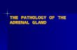 THE PATHOLOGY OF THE ADRENAL GLAND