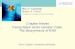 Chapter Eleven Transcription of the Genetic Code:  The Biosynthesis of RNA