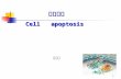 细胞凋亡 Cell   apoptosis
