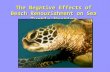 The Negative Effects of Beach Renourishment on Sea Turtle Nesting